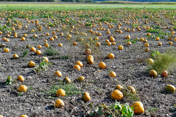 Österreich Feld Mit Reifen Kürbissen Niederösterreich — Stockfoto