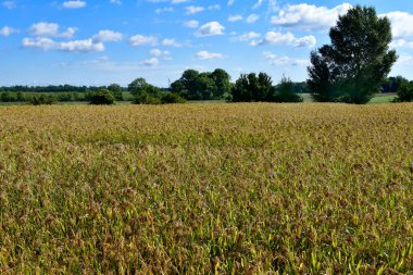 Avusturya, tarım, proso darı tarlası