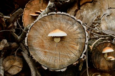 Kesik ağaç gövdelerinde yetişen seyrek kürek mantarı.