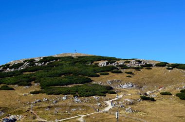 Avusturya, dağ çamları arasında Schneeberg dağındaki bir haça giden patikada yürüyüş yapanlar.
