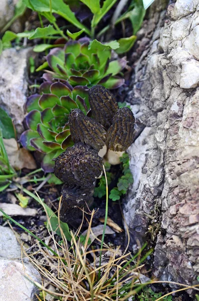 Botany Edible Morel Mushroom — Stock Photo, Image