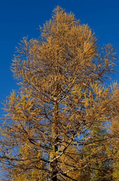 Larch Com Agulhas Descoloridas Outono Única Conífera Que Descolorir Suas — Fotografia de Stock