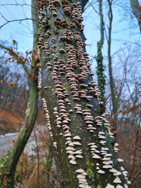Ağaçtaki tükürük mantarı, parazit bir bitki.