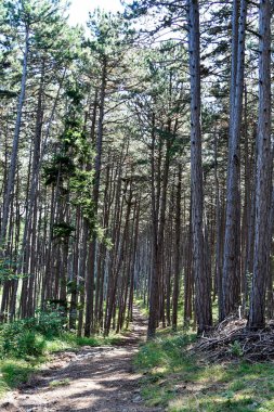 Avusturya, Wuerflach 'taki Johannesbach vadisi boyunca uzanan kara çam ormanının ayak yolu doğu Alpler' in kıyısında, Güney Avusturya 'da küçük bir doğal cennettir.