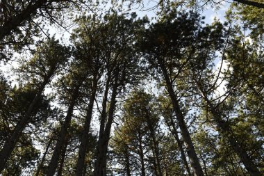 Avusturya, Wuerflach 'taki Johannesbach vadisi boyunca uzanan kara çam ormanı doğu Alpleri kıyısında, Güney Avusturya' da küçük bir doğal cennettir.