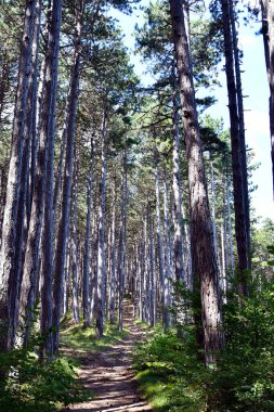 Avusturya, Wuerflach 'taki Johannesbach vadisi boyunca uzanan kara çam ormanının ayak yolu doğu Alpler' in kıyısında, Güney Avusturya 'da küçük bir doğal cennettir.