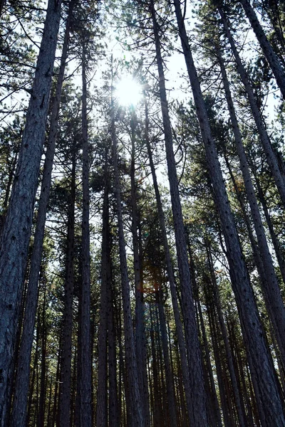 Avusturya Güneş Wuerflach Taki Johannesbach Vadisi Boyunca Kara Çam Ormanına — Stok fotoğraf
