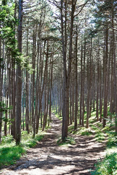 Áustria Caminho Através Floresta Pinheiros Negros Longo Desfiladeiro Johannesbach Wuerflach — Fotografia de Stock