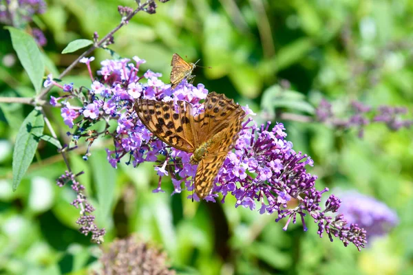 Small Mother Pearl Butterfly Lilac Plant — Stock Photo, Image