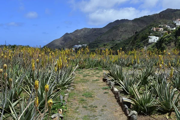 Gomera Ilhas Canárias Campo Com Plantas Aloés Flores Amarelas Usado — Fotografia de Stock