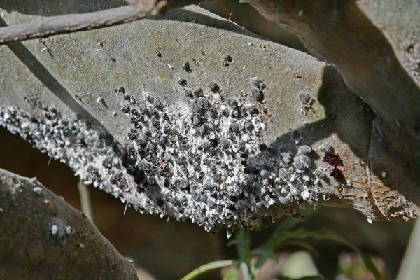 スペイン カナリア諸島 光合成サボテンの人工昆虫 天然染料カーマインが由来する大規模な昆虫 — ストック写真
