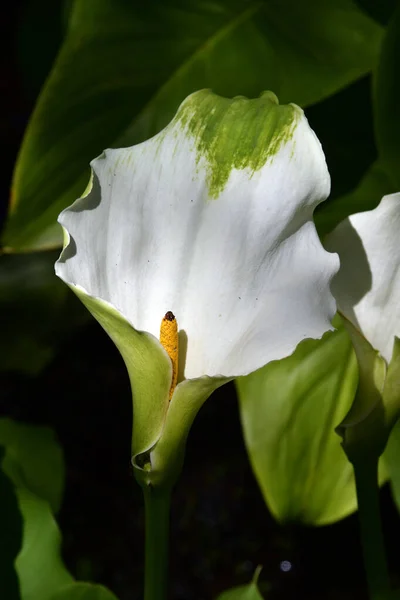 España Islas Canarias Tenerife Arum Plant —  Fotos de Stock