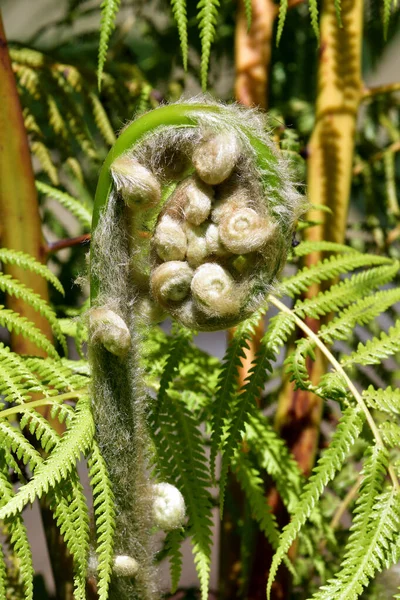 Spain Canary Islands Tenerife Development Stage Eagle Fern — Stock Photo, Image