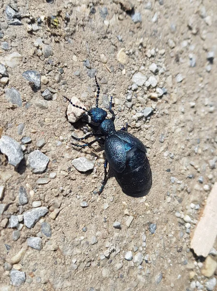 Zoology Black Oil Beetle — Stock Photo, Image