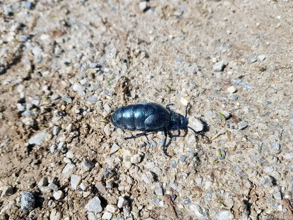 Zoology Black Oil Beetle — Stock Photo, Image