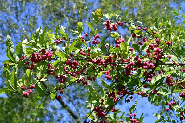 Tavuskuşu Çalılarının Yaprakları Meyveleri — Stok fotoğraf