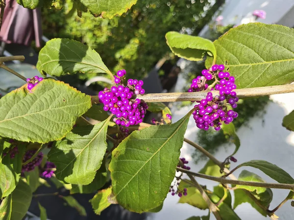 Bayas Coloridas Del Arbusto Beautyberry Bodinier — Foto de Stock