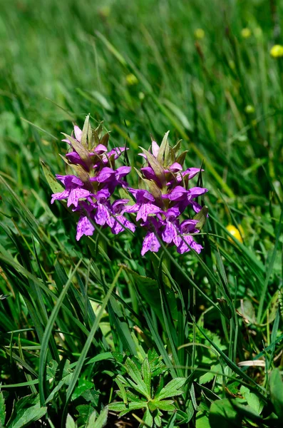 Italia Tirol Del Sur Alpe Suisi Orquídea Púrpura Temprana —  Fotos de Stock