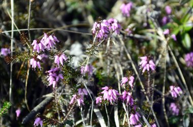 Avusturya, çiçek açan fundalık.