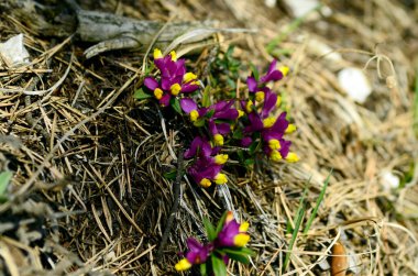 Botanik, Polygala chamaebuxus namı diğer çalılık süt otu.;