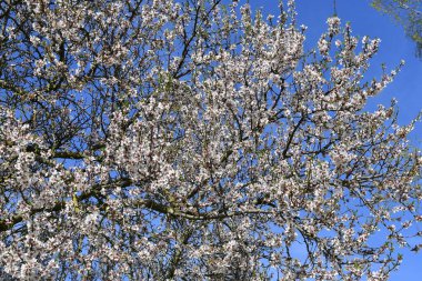 Avusturya, baharda açan badem ağacı, ağacın tohumları yenilebilir.