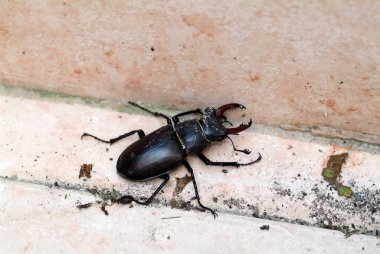 Avusturya, zooloji, Geyik Böceği