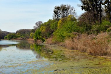 Avusturya, Aşağı Avusturya 'daki Donau-Auen Ulusal Parkı' nda öksürük gölü ve ökse otuyla kaplanmış ağaçlarla çevrili manzara