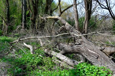 Avusturya, Aşağı Avusturya 'daki Donau-Auen ulusal parkındaki nehir ormanında devrilen ağaçlar ve bahar bitkileri