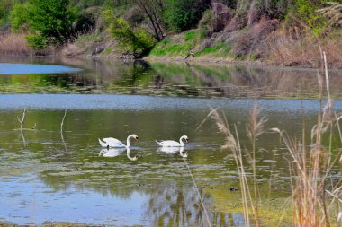 Avusturya, Aşağı Avusturya 'daki Donau-Auen Ulusal Parkı' ndaki Oxbow Gölü 'nde iki sessiz kuğuyla manzara