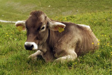 Avusturya ve taze et çimenlerde yatıyor