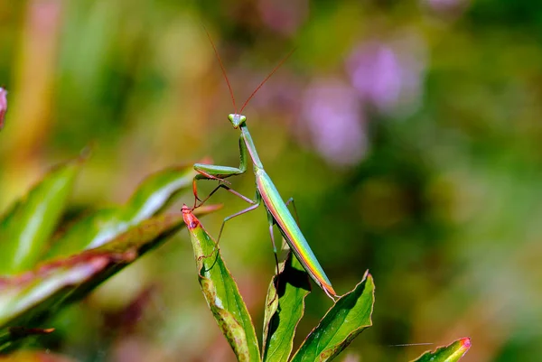 Áustria Inseto Prying Mantis — Fotografia de Stock