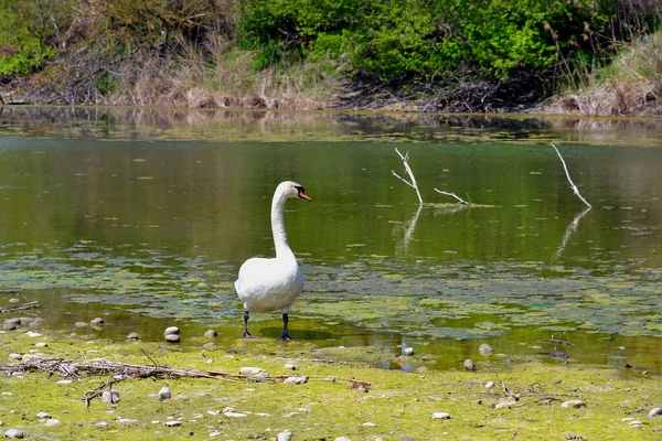 Austria Cigno Muto Nel Lago Oxbow Nel Parco Nazionale Donau — Foto Stock