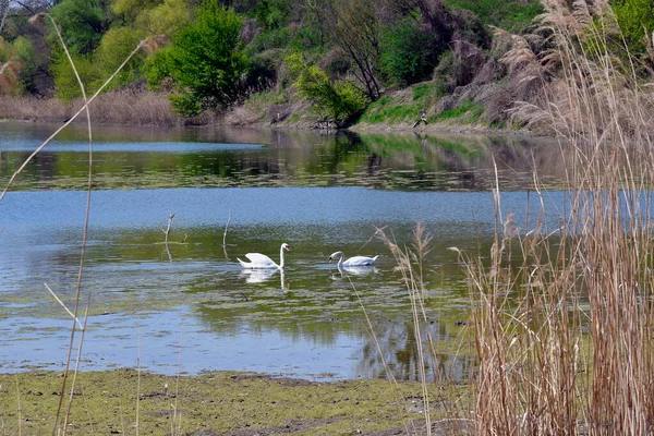 Austria Paisaje Con Dos Cisnes Mudos Lago Oxbow Árboles Infestados —  Fotos de Stock