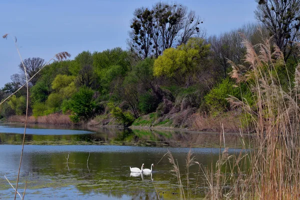 Austria Paisaje Con Dos Cisnes Lago Oxbow Árboles Infestados Muérdago — Foto de Stock