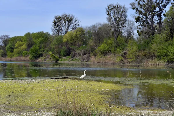 在奥地利下城的多瑙奥恩国家公园 湖中一片静谧的天鹅 树上长满了虱子 — 图库照片