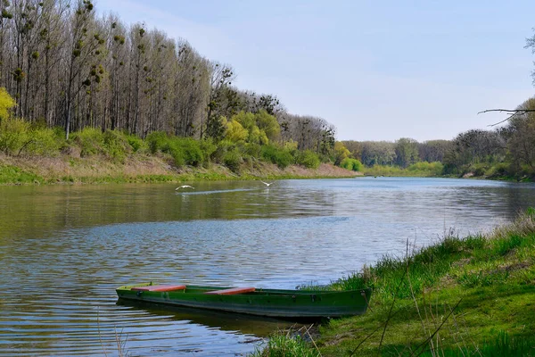 Österrike Landskap Med Oxbåge Sjö Och Flygande Stum Svan Donau — Stockfoto