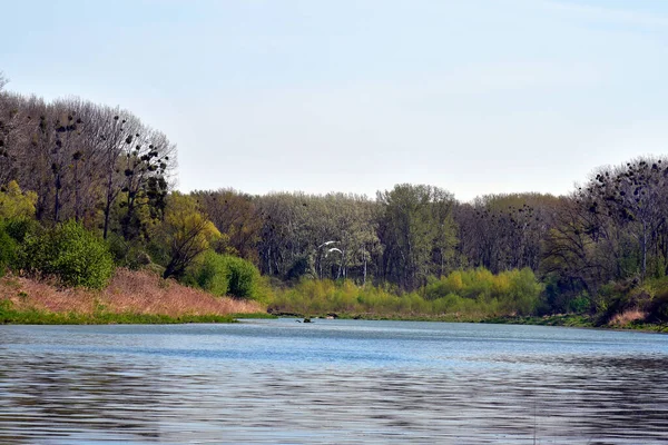 Austria Landscape Oxbow Lake Trees Infested Mistletoe Donau Auen National — Stock Photo, Image