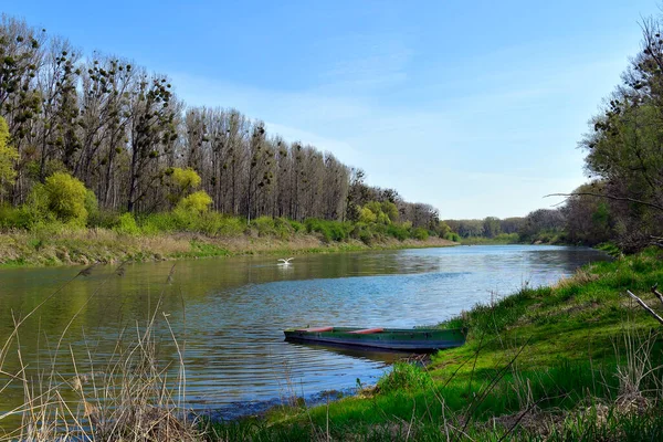 Austria Paisaje Con Lago Buey Árboles Infestados Muérdago Parque Nacional —  Fotos de Stock