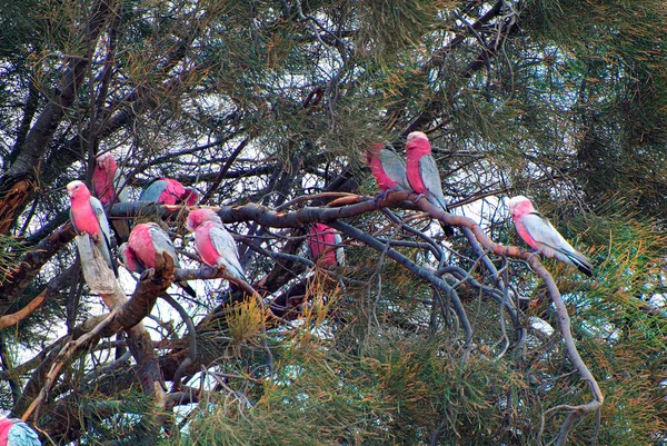 Avustralya Galah Kuşları Ağaçta Dinleniyor — Stok fotoğraf