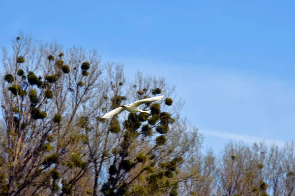 Austria Flying Mute Swan Trees Infested Mistletoe Donau Auen National — Stock Photo, Image