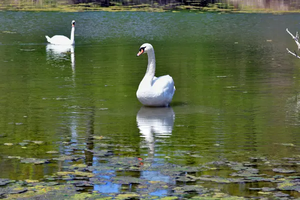 Rakousko Krajina Dvěma Němými Labutěmi Jezeře Oxbow Národním Parku Donau — Stock fotografie