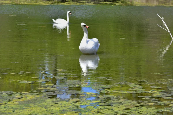 Austria Paisaje Con Dos Cisnes Mudos Lago Oxbow Parque Nacional —  Fotos de Stock