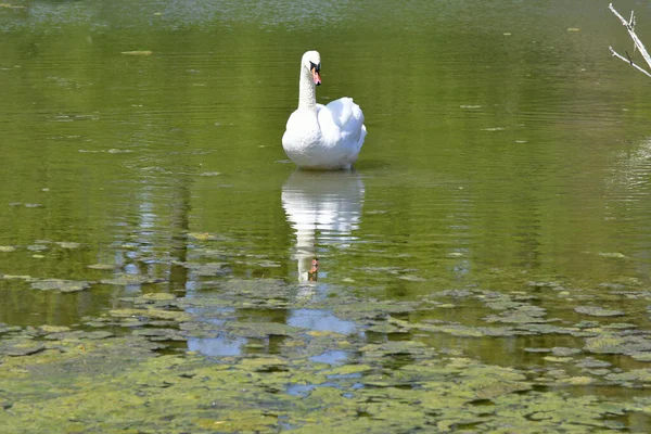 Rakousko Němá Labuť Jezeře Oxbow Národním Parku Donau Auen Dolním — Stock fotografie