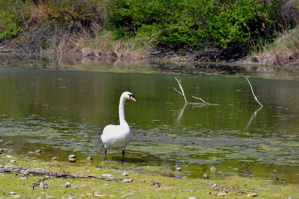 Österreich Höckerschwan Ochsenbogensee Und Von Misteln Befallene Bäume Nationalpark Donau — Stockfoto