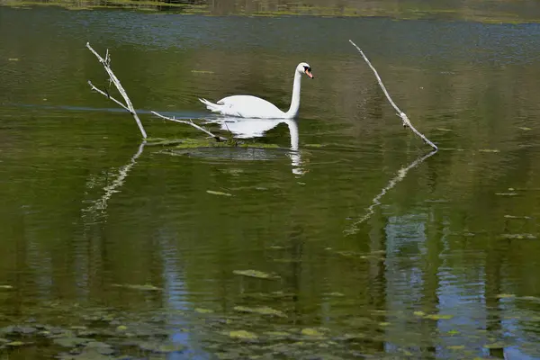 Austria Mute Swan Oxbow Lake Donau Auen National Park Lower — Stock Photo, Image