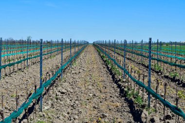 Avusturya, Neusiedler See-Seewinkel Ulusal Parkı, Burgenland Avrasya Steppe 'nin bir parçası ve Uluslararası Doğayı Koruma Birliği' nin bir parçası