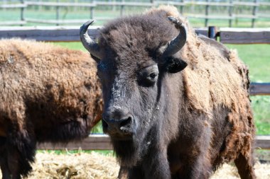 Avusturya, Neusiedler See-Seewinkel Ulusal Parkı 'nda bizon çiftliği, Burgenland Avrasya Steppe' nin bir parçası ve Uluslararası Doğayı Koruma Birliği 'nin bir parçası.