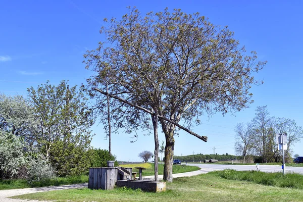 Austria, rest area at the traditional old draw well and wine fields in the Neusiedler See-Seewinkel National Park  and walnut tree with its first shoots, part of Eurasian Steppe in Burgenland and part of international Union for Conservation of Nature