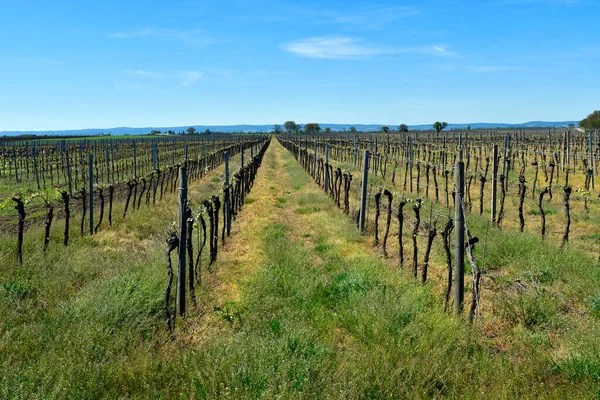 Österreich Weinbau Burgenland Nationalpark Neusiedler See Seewinkel Teil Der Pannonischen — Stockfoto