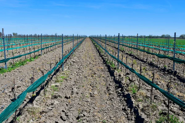 Österrike Spaljé Med Planterade Vinstockar Neusiedler See Seewinkel Nationalpark Del — Stockfoto